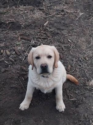 Labrador mlad pas 