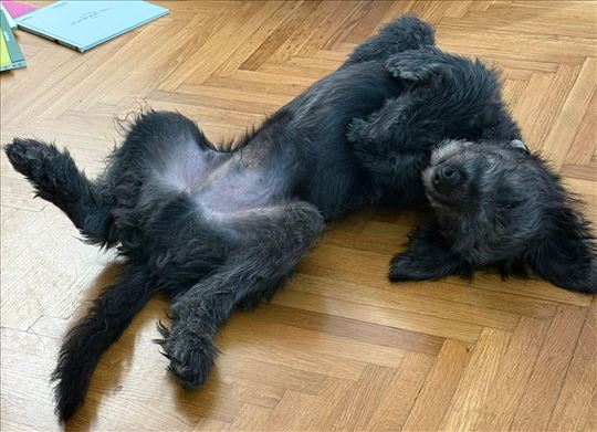 Laki (mešanac, štene, 5 meseci)