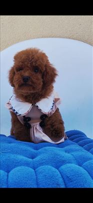 Luxury Toy i Teacup crvena Pudla
