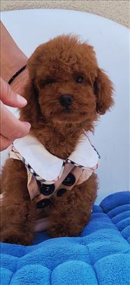 Luxury Toy i Teacup crvena Pudla