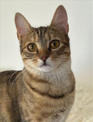 Maca diskrecija traži dom u BG