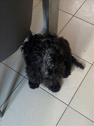 Mešanac jazavičara i pudle 