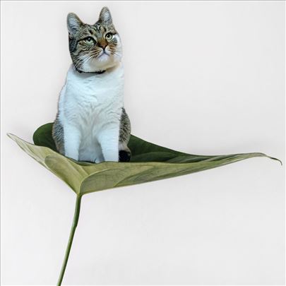 Mešanac, mlada mačka