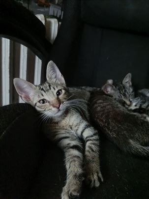 Pomozimo mu da nadje svoj dom