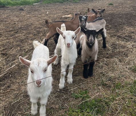 Prodajem koze i jariće 