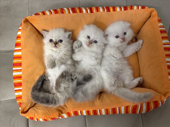 Škotski fold, maçta