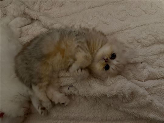 Škotski fold, maçta