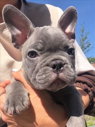 Francuski buldog, štene