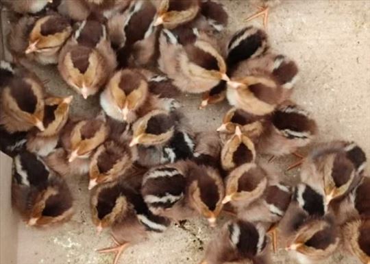 Jednodnevni pilici Jarebicaste Italikanke 