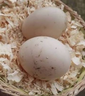 Pačija, ćureća i guščija jaja prodaja