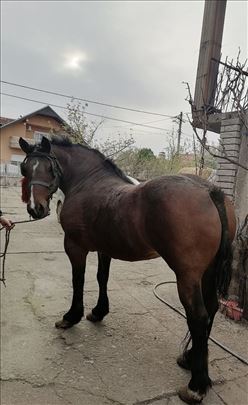 Prodajem kobilu 
