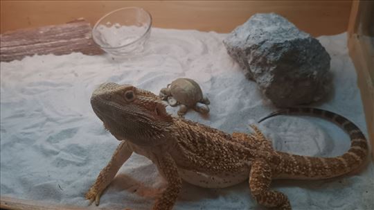 Bradata agama 