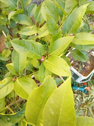 Limun sadnice
