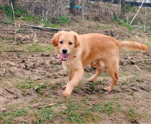 Mešanac, mlad pas, Valjevo