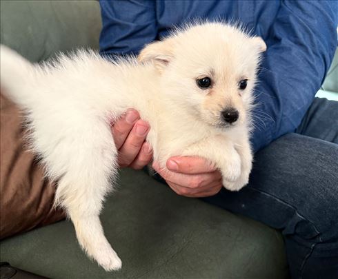 Mešanaci nemackog spica