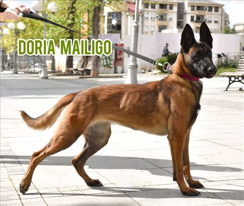 Na prodaju ženka Belgijskog ovčara
