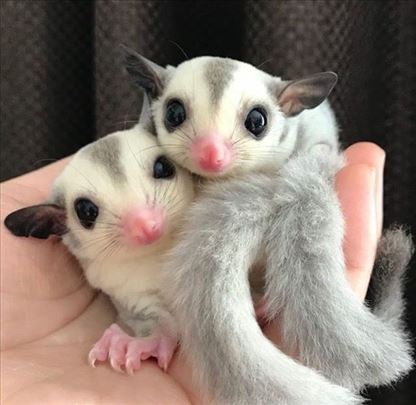 sugar glider platinum