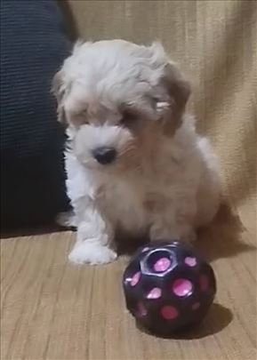 Maltipoo Mini štene