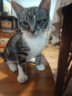 Marko