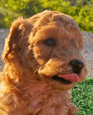 Patuljasta pudla