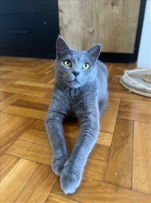 Ruska plava, mlada mačka