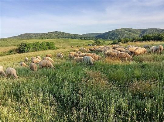 Jagnjad sa Fruške gore – Domaća ispaša