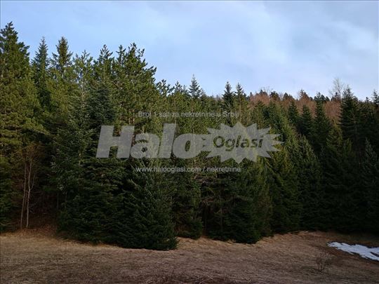 Tara planina - Osluša