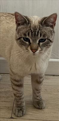 Siamese maca