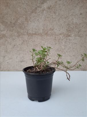 Sedum zeleno braon