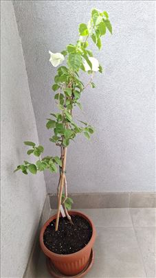 Bugenvilija bela 100 cm