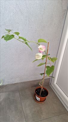 Bugenvilija bela melirana 70 cm