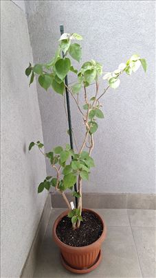 Bugenvilija crvena 110 cm