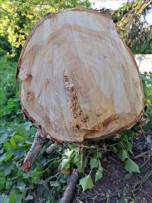 divlja trešnja - stablo i grane na prodaju
