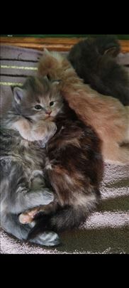 Maine Coon, macici