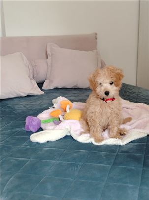 Maltipoo, štene