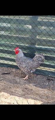 Petlovi italijanke,amrok i australorp