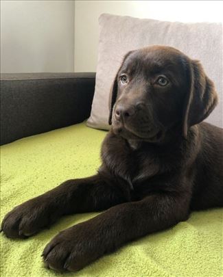 Čokoladni štenci Labrador retrivera