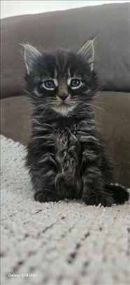 Maine Coon, Mejn kun