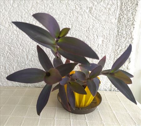 Tradescantia Pallida - ljubičasta lozica