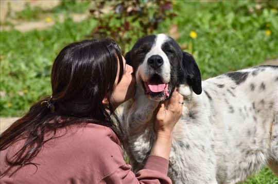 Reks, milina od psa