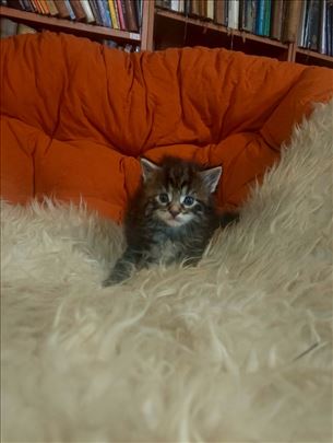 Maine Coon, mače