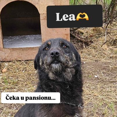 Udomi posebnu Leu!