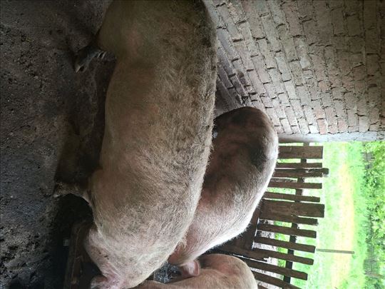 Na prodaju krmace preko 250 kg
