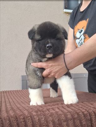 Akita, štene
