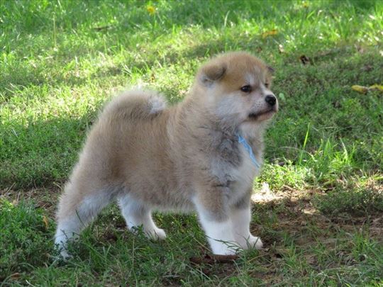 Japanska Akita inu-Stenci