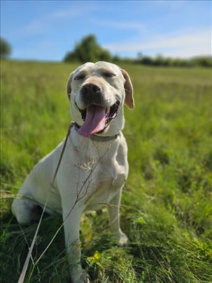 Na poklon Bella mešanac Labradora