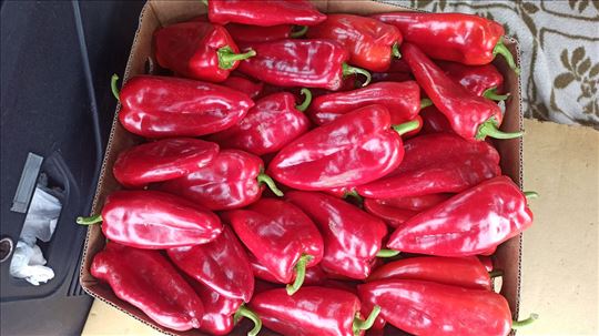 Paprika rasad