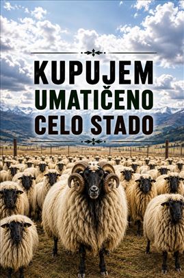 KUPUJEM umaticeno stado ovaca!Vidi oglas!