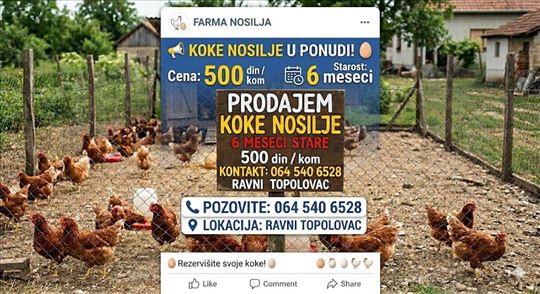 Prodajem koke nosilje