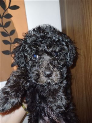 TOY pudlice silver, decak i devojcica